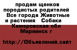 продам щенков породистых родителей - Все города Животные и растения » Собаки   . Кемеровская обл.,Мариинск г.